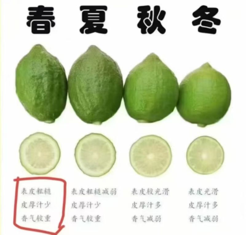 广东香水柠檬