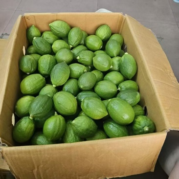 广东香水柠檬