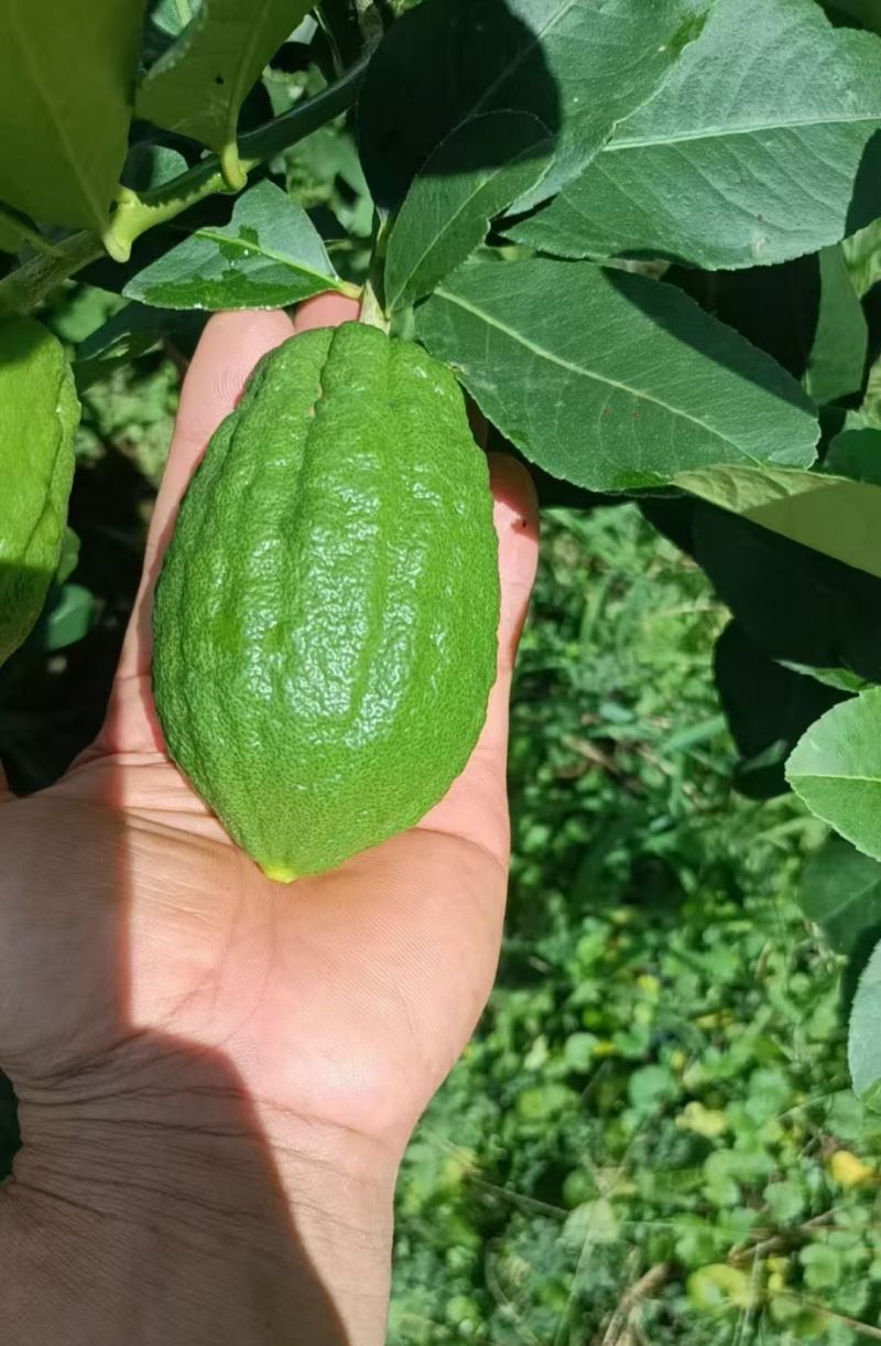 广东香水柠檬