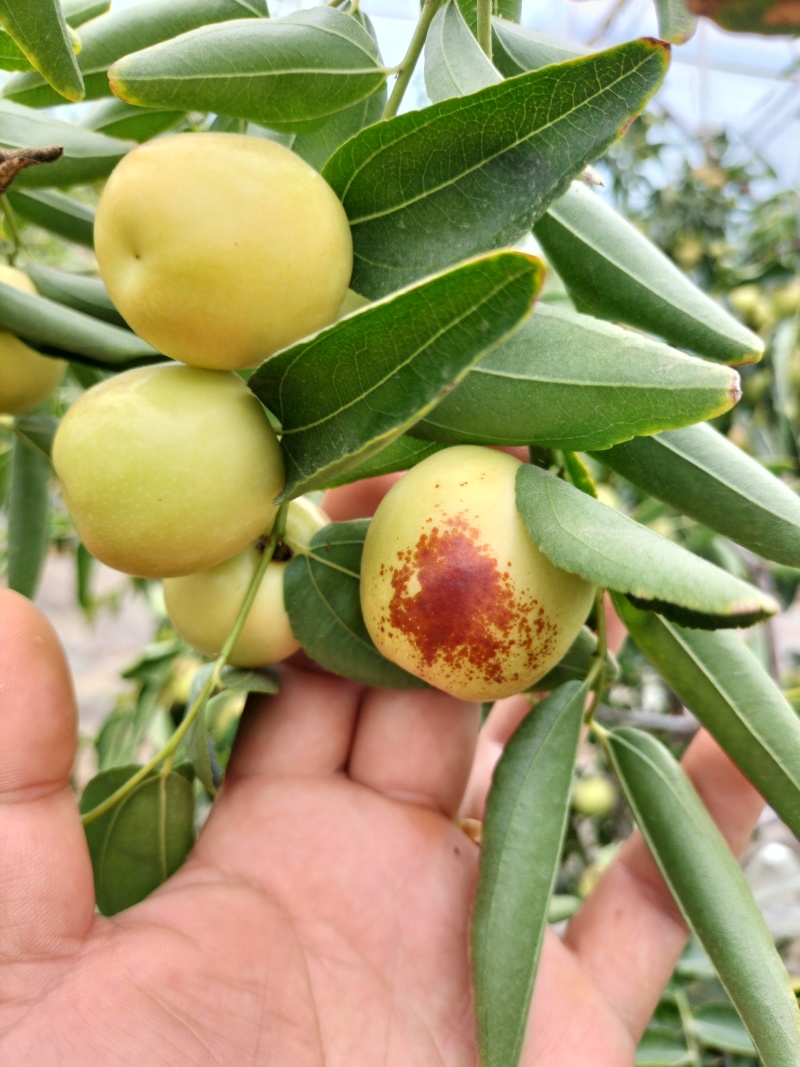 大荔冬枣
