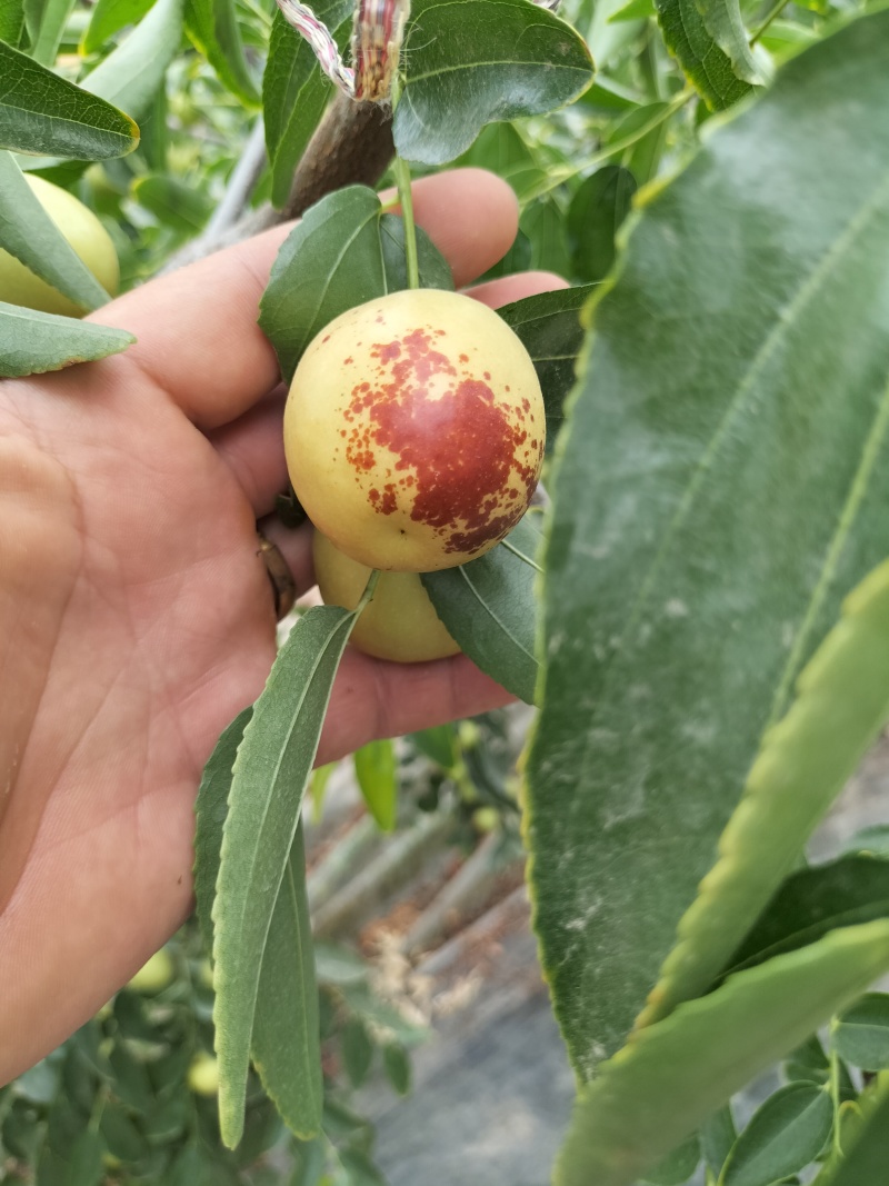 大荔冬枣