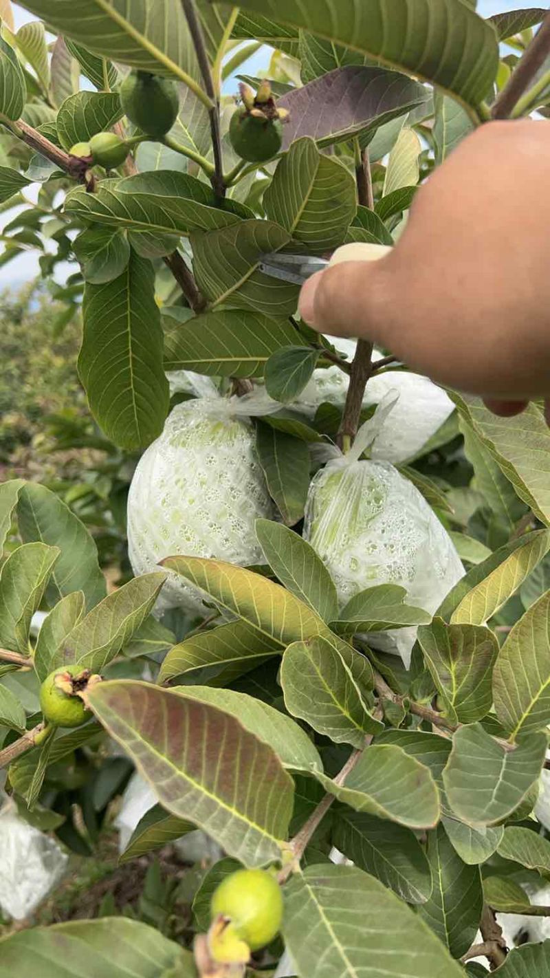 广西番石榴