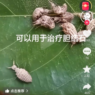 构树果