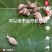 构树果