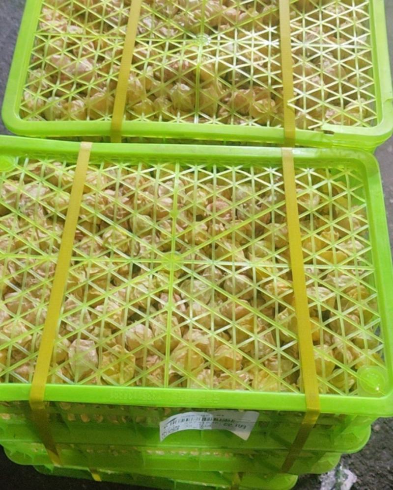 东北姑娘果，果大肉多