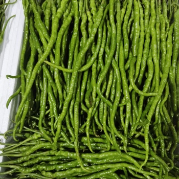 贵州本地辣椒！55号，2307辣椒！7号线椒