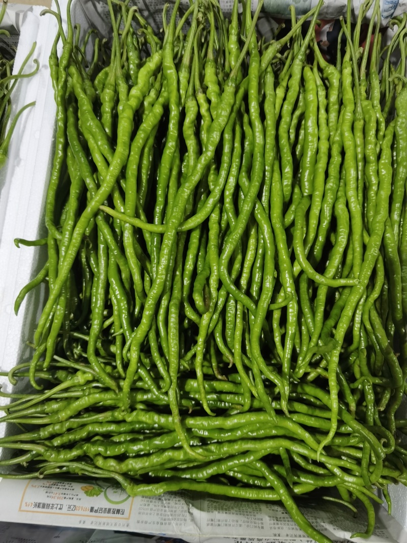 贵州本地辣椒！55号，2307辣椒！7号线椒