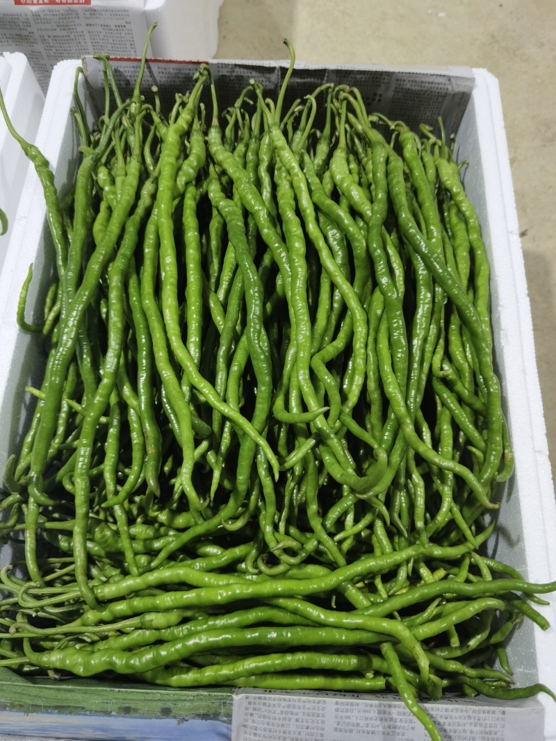 贵州本地辣椒！55号，2307辣椒！7号线椒