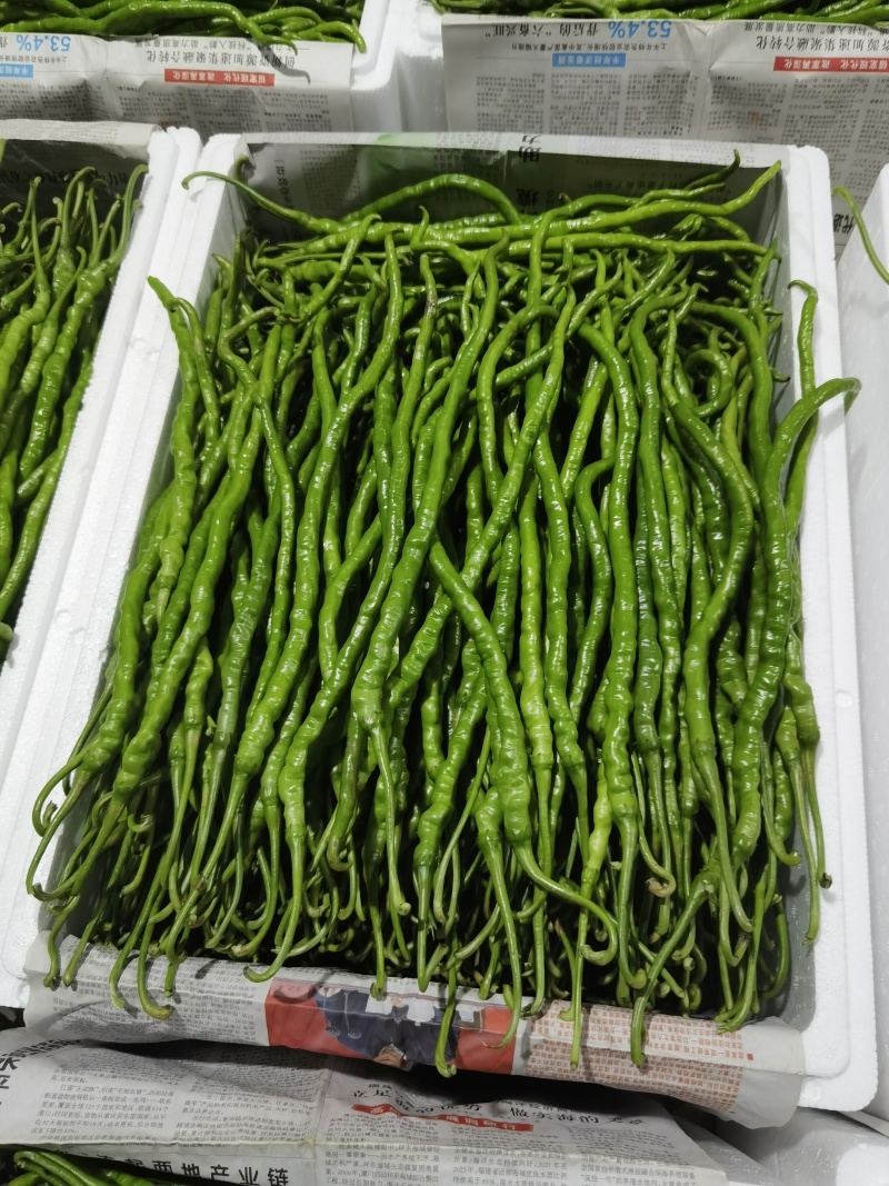 贵州本地辣椒！55号，2307辣椒！7号线椒