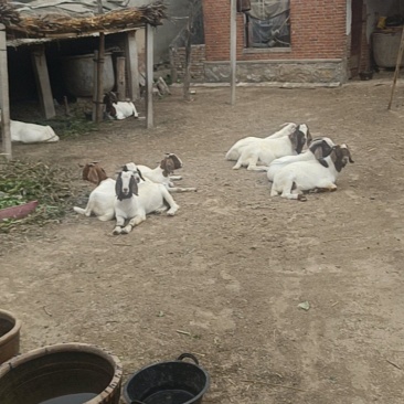萧县小山羊