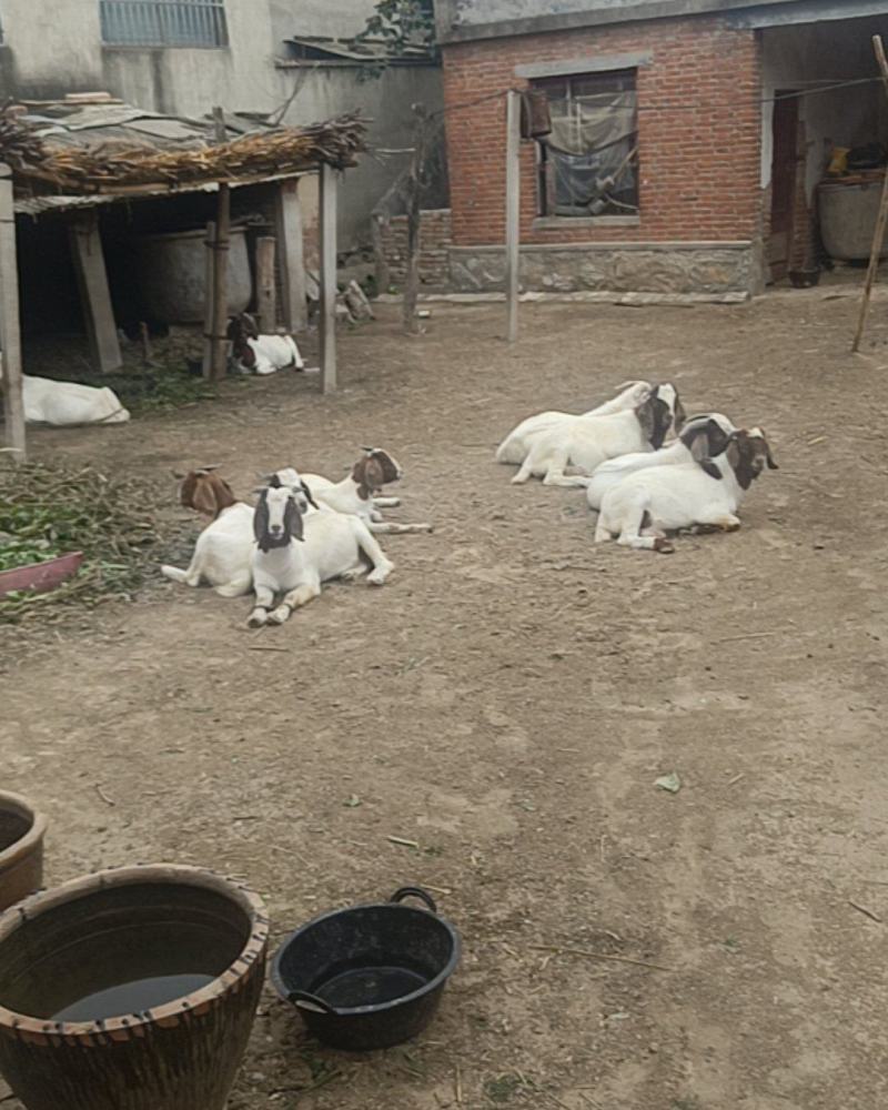 萧县小山羊