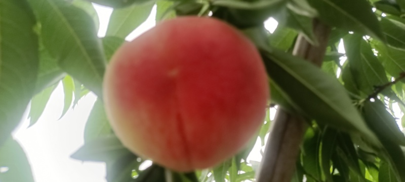 河北水蜜桃