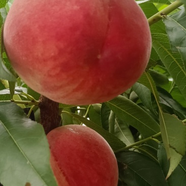 河北水蜜桃