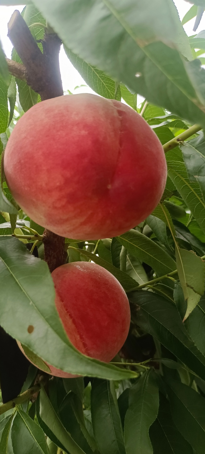 河北水蜜桃