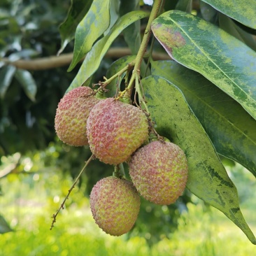 荔枝
