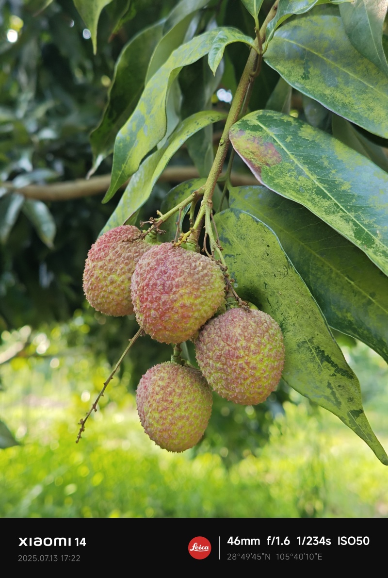 荔枝