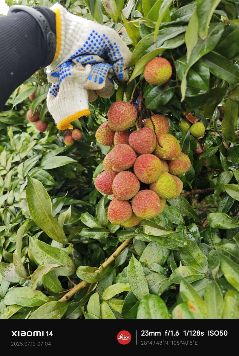 荔枝