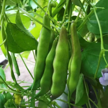东北油豆角