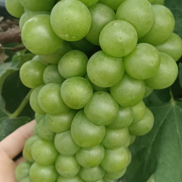 江苏醉金香葡萄
