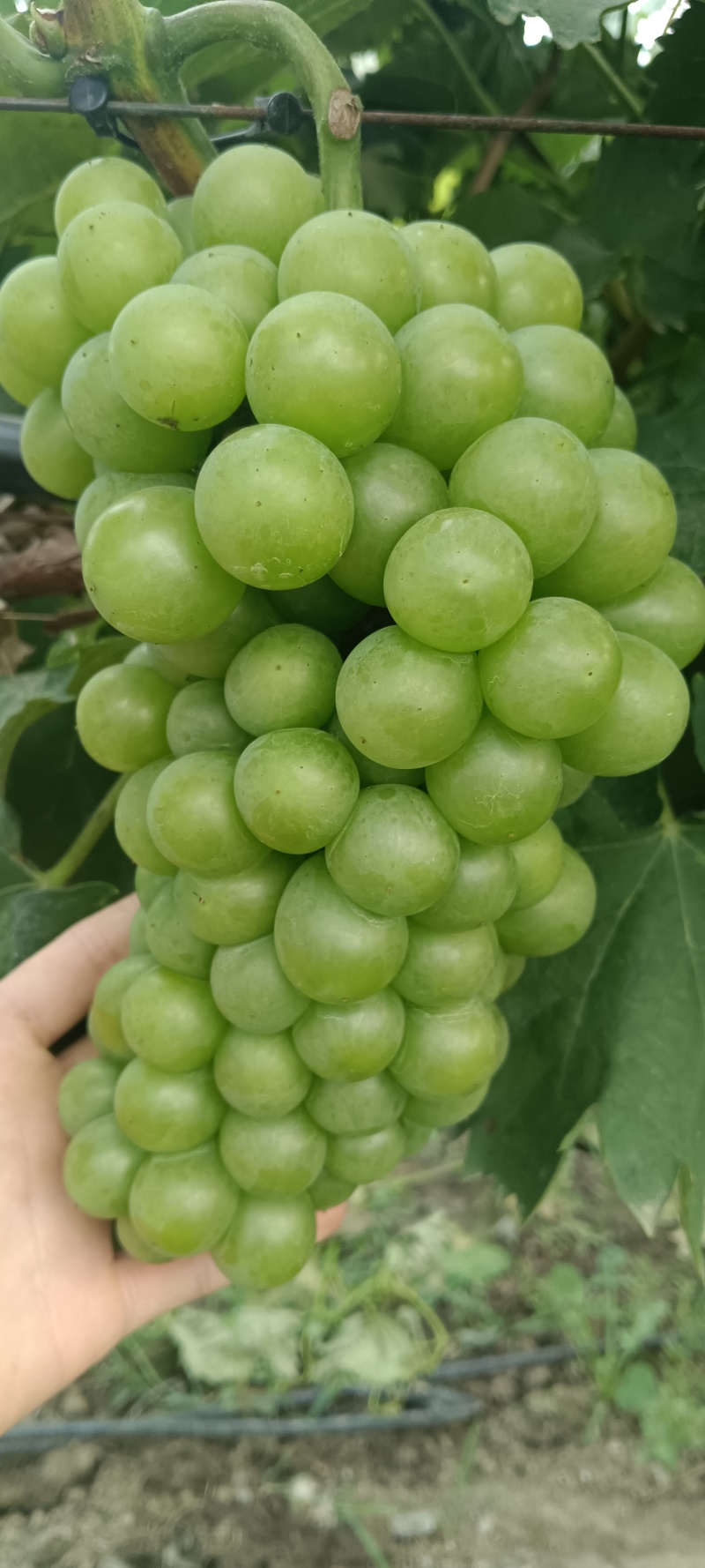 江苏醉金香葡萄