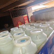 云南七乡小白