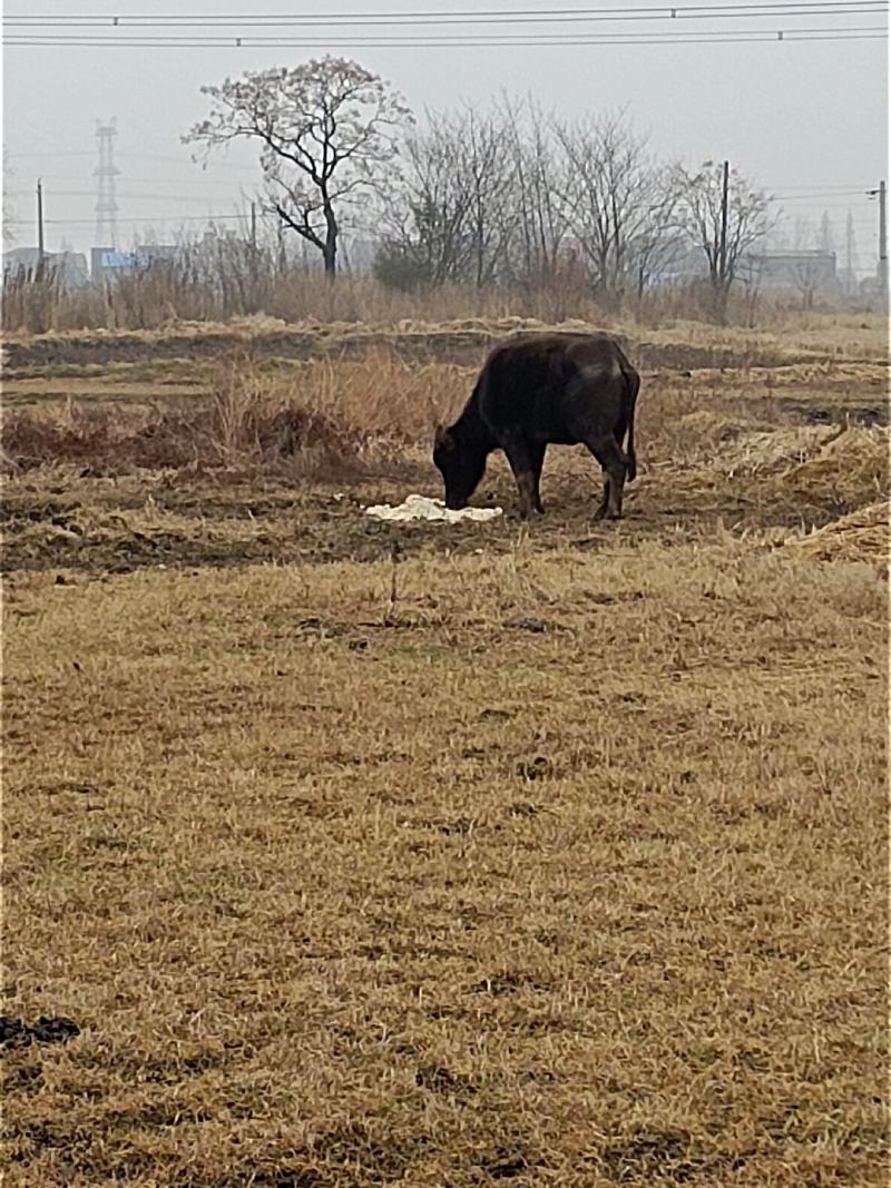 应城市长江埠土水牛