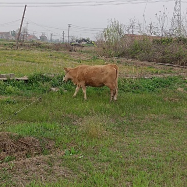 应城市长江埠土水牛