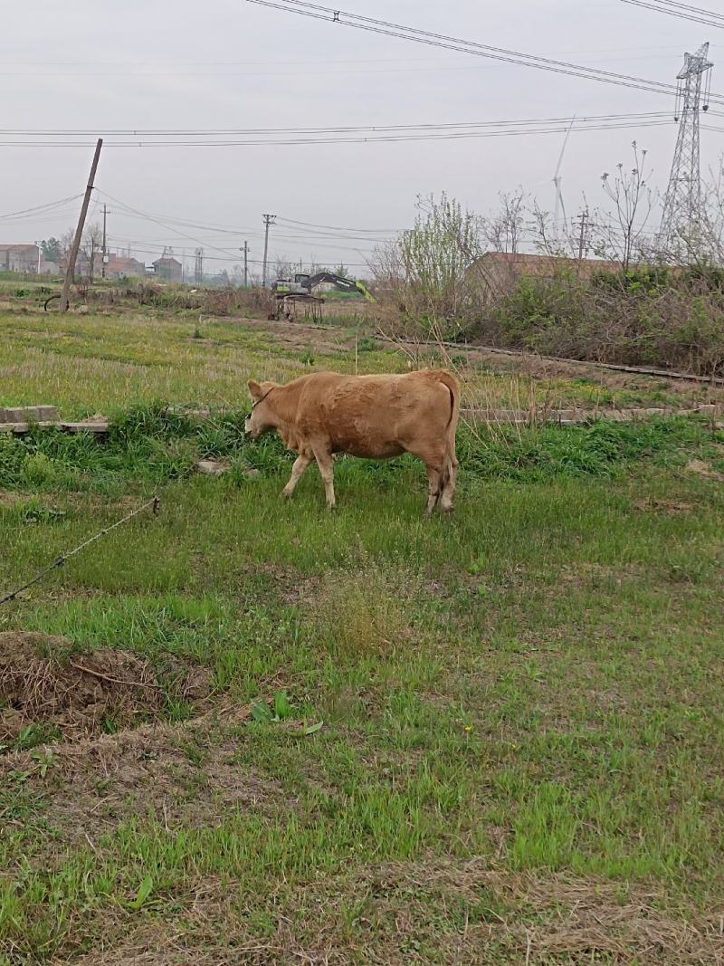 应城市长江埠土水牛