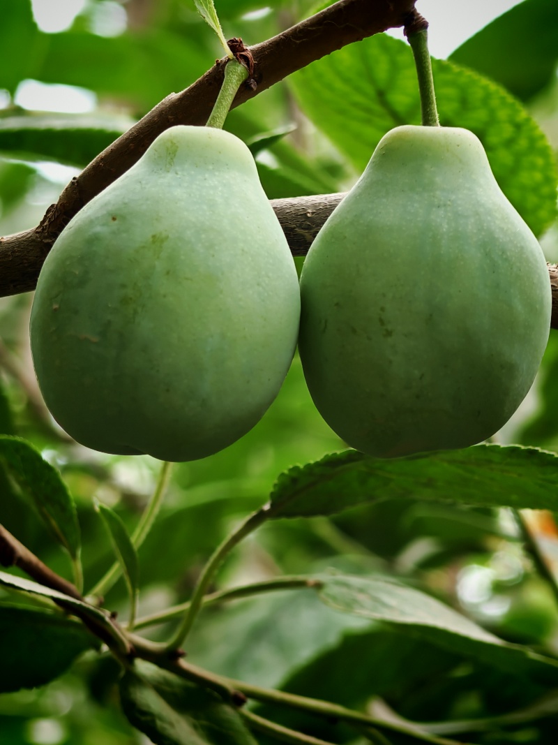 伽师西梅
