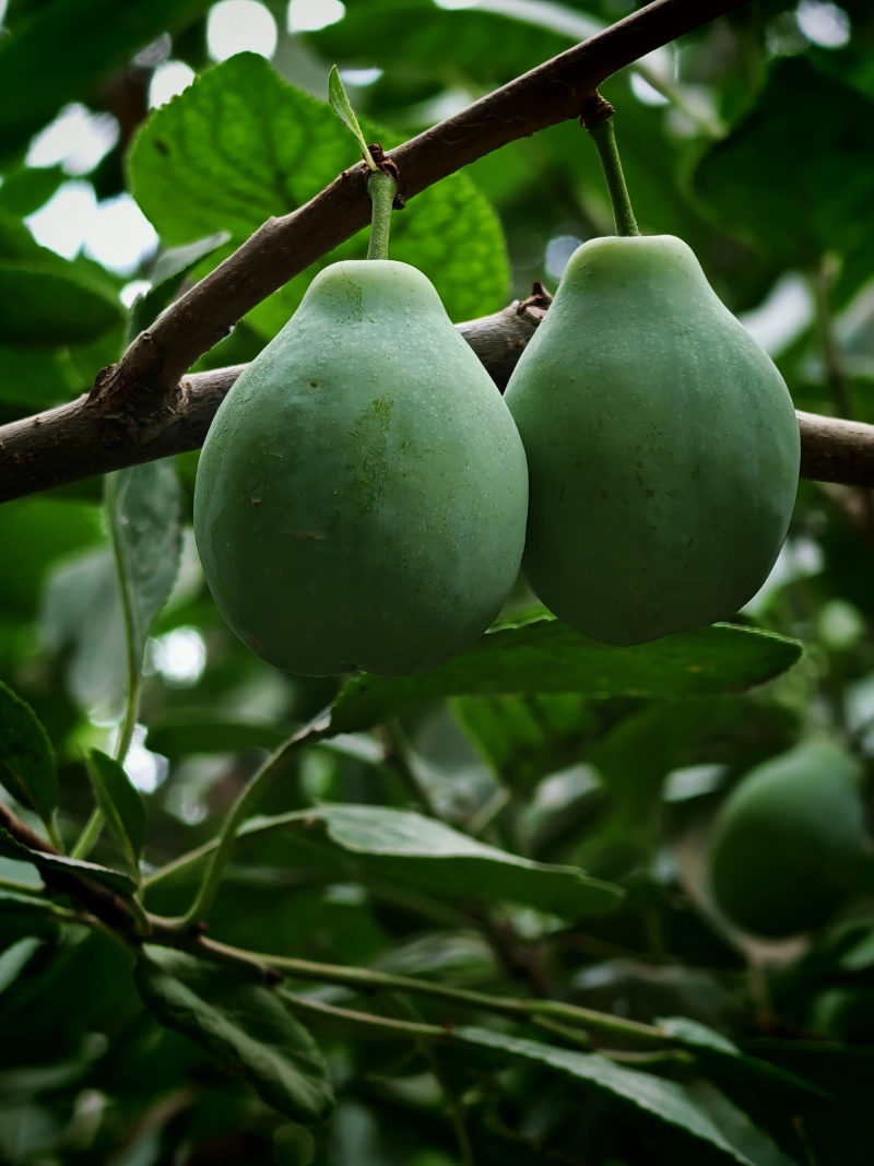 伽师西梅