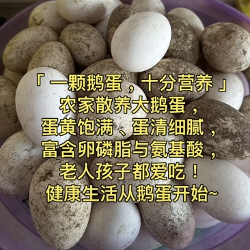 有机活鹅