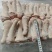 肥猪母猪长中短尾都有