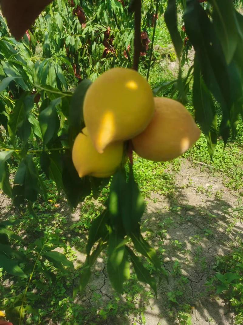 黄桃