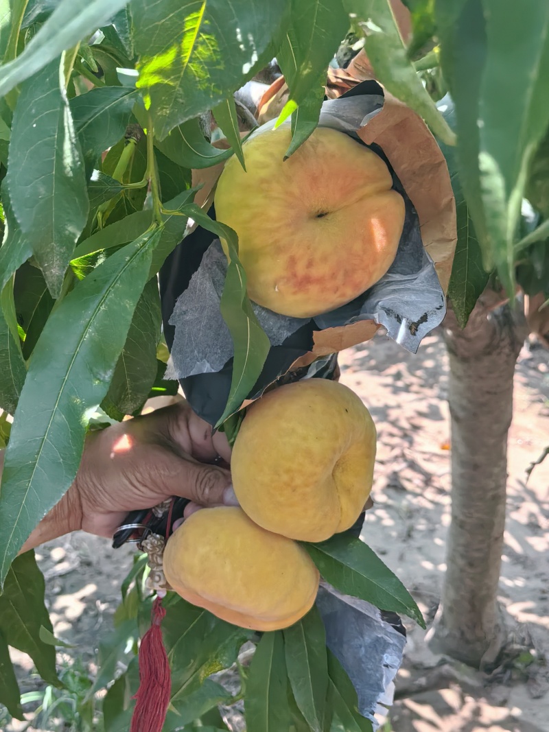 黄金蟠桃，中蟠11