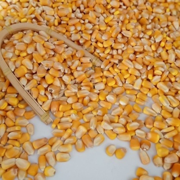 甘肃干玉米