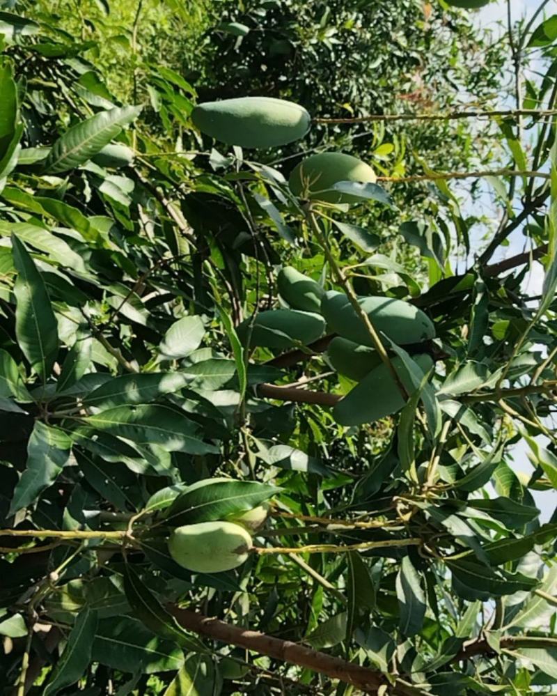 清甜桂七芒果