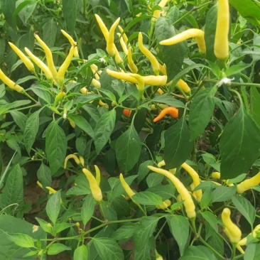 新鲜泡辣椒