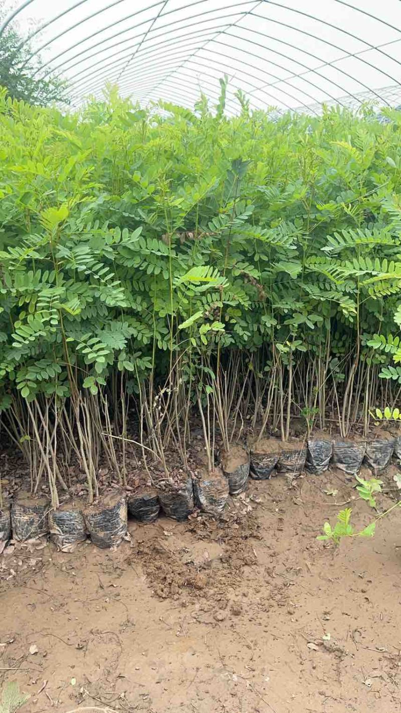 紫穗槐杯苗规格齐全高度都有粗度规格
