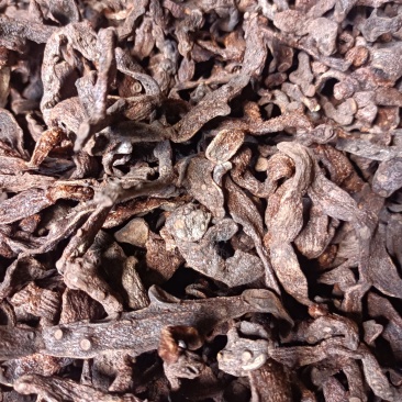 骨碎补（新干货，已经粗处理）