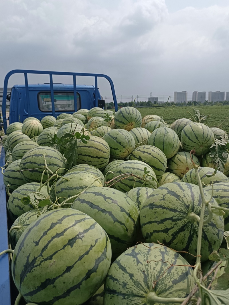 露天头茬