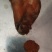 鸡宝