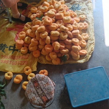 陕西黄金蟠桃成熟了