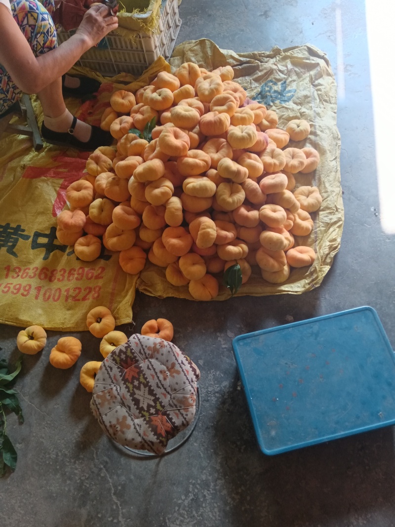 陕西黄金蟠桃成熟了