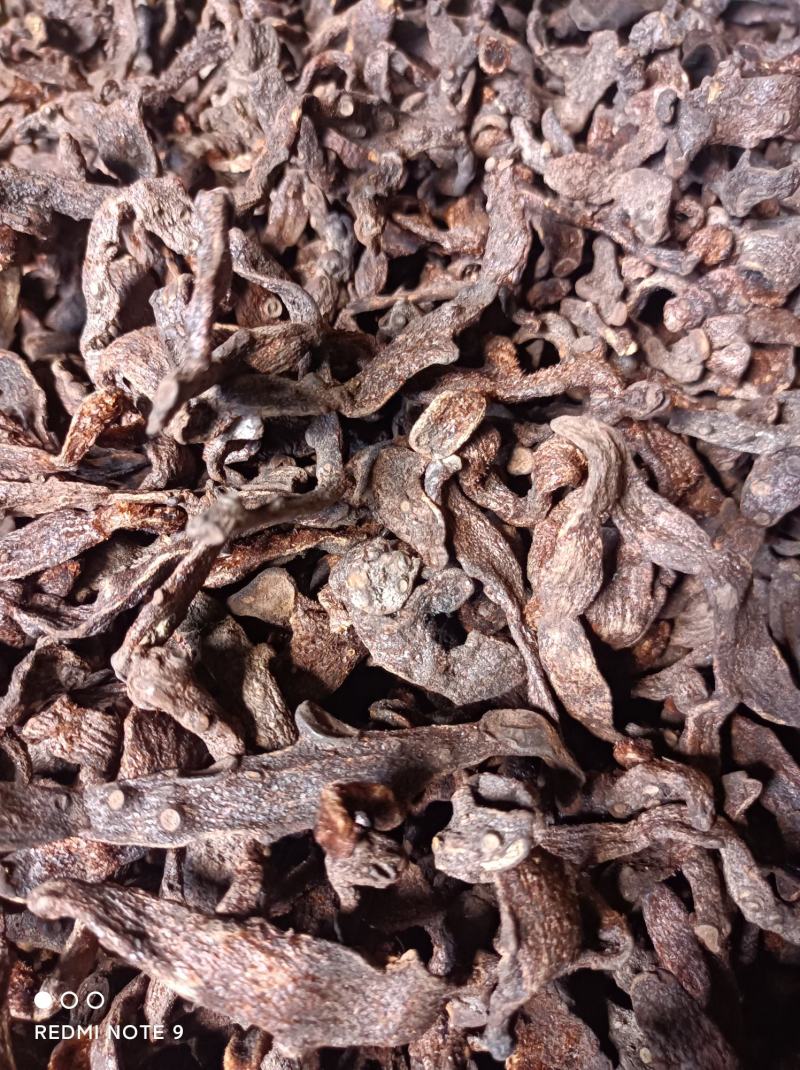 中药材/中药根茎类/骨碎补