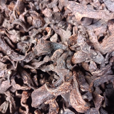 中药材/中药根茎类/骨碎补