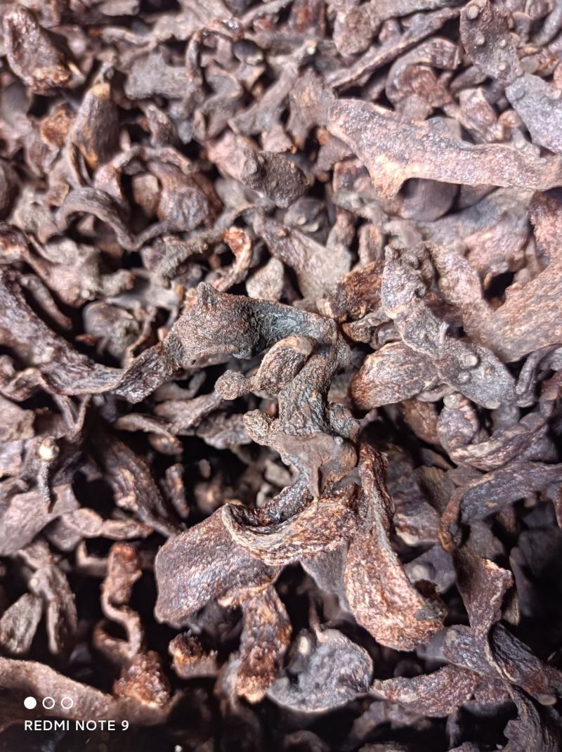 中药材/中药根茎类/骨碎补