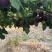 新疆伊犁樱桃李口感脆甜品质保证现已上市欢迎了解