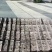 嵊州桃形李，小，中，大果都有