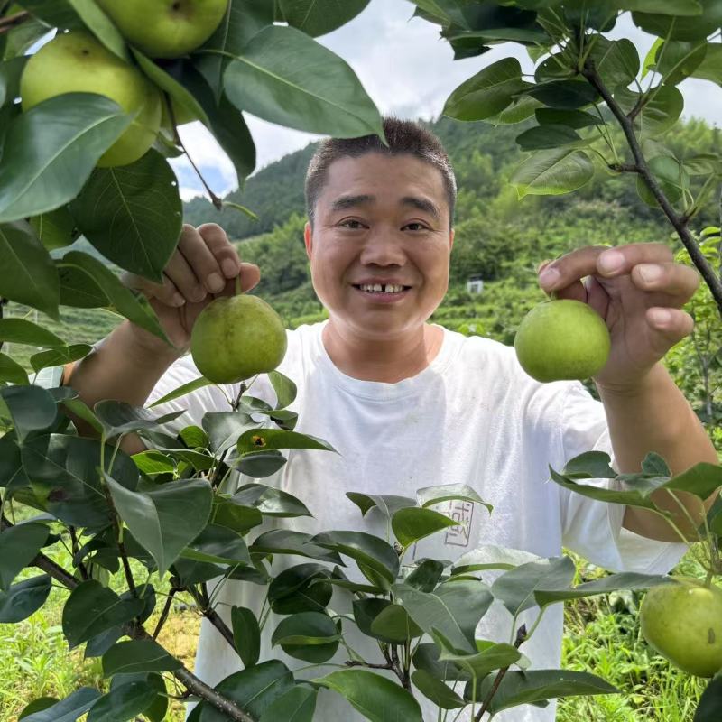 翠玉梨、翠冠梨