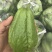 佛手瓜